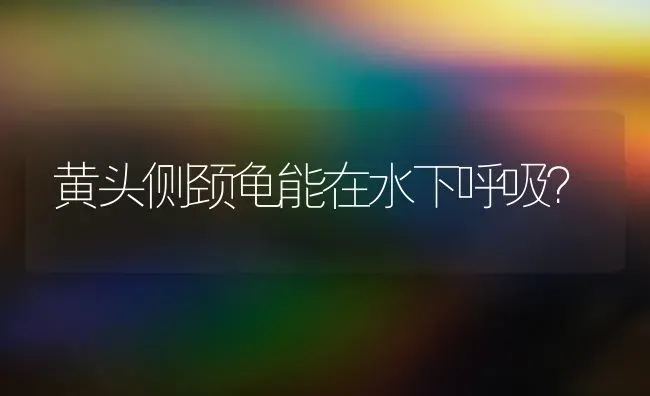 黄头侧颈龟能在水下呼吸？ | 动物养殖问答