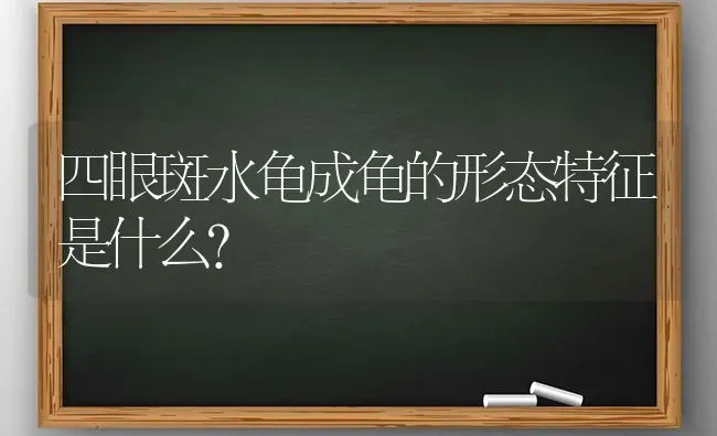 四眼斑水龟成龟的形态特征是什么？ | 动物养殖问答