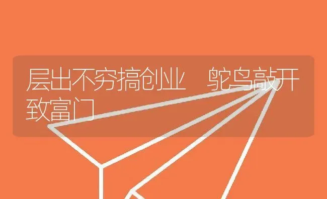 层出不穷搞创业 鸵鸟敲开致富门 | 动物养殖教程