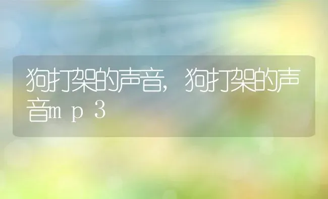 狗打架的声音,狗打架的声音mp3 | 宠物百科知识