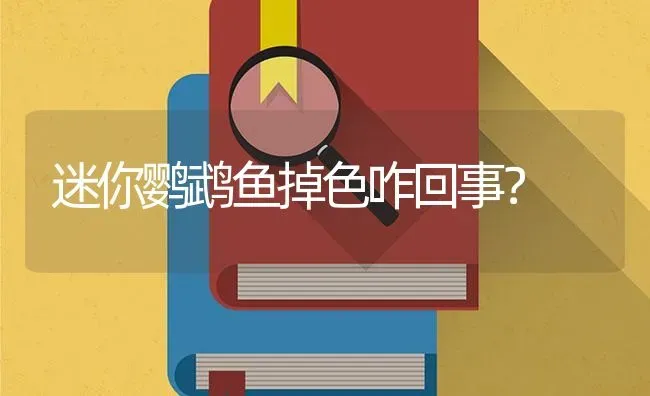 迷你鹦鹉鱼掉色咋回事？ | 鱼类宠物饲养