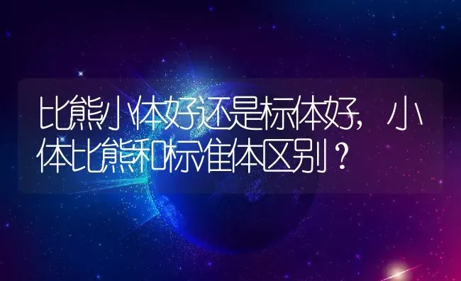 比熊小体好还是标体好,小体比熊和标准体区别？ | 宠物百科知识