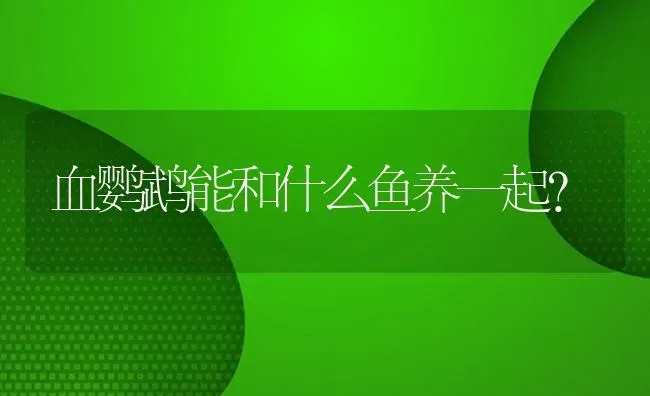 血鹦鹉能和什么鱼养一起？ | 鱼类宠物饲养