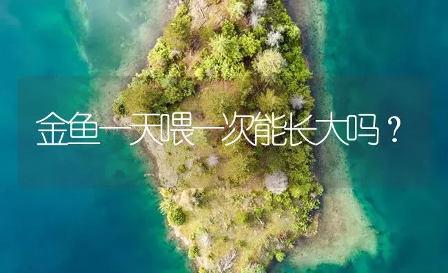 金鱼一天喂一次能长大吗？ | 鱼类宠物饲养
