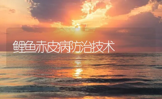 鲤鱼赤皮病防治技术 | 海水养殖技术