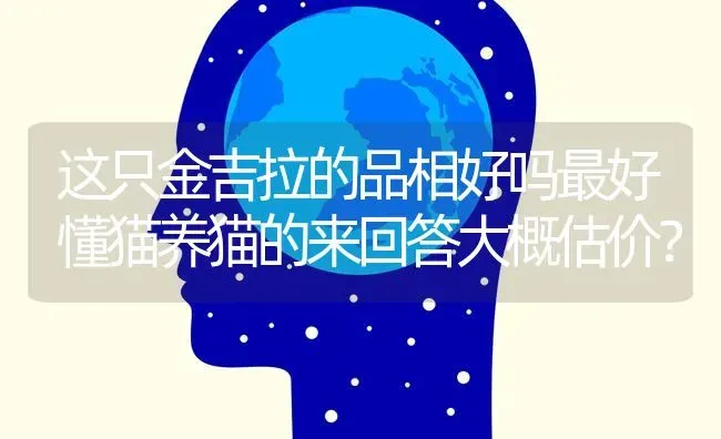 这只金吉拉的品相好吗最好懂猫养猫的来回答大概估价？ | 动物养殖问答