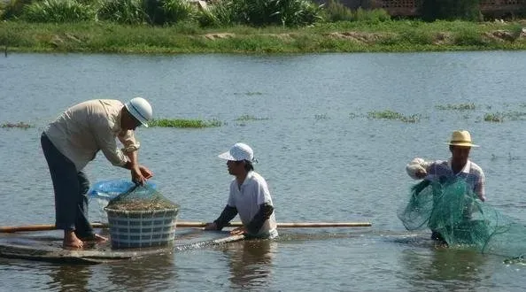 溶氧量在南美白对虾养殖中的作用和科学，增氧误区解析