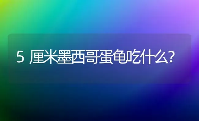 5厘米墨西哥蛋龟吃什么？ | 动物养殖问答