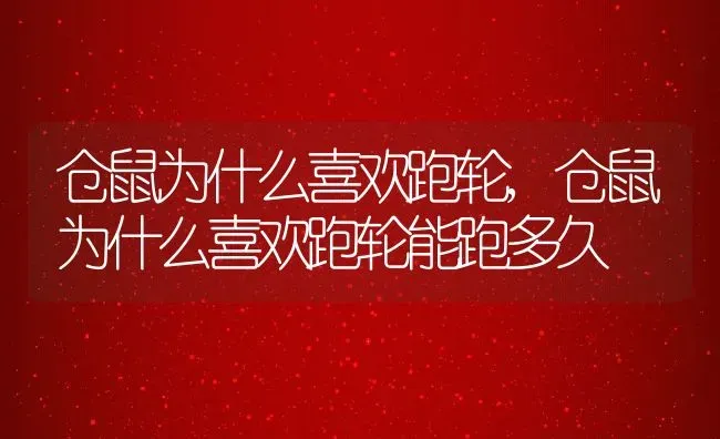 仓鼠为什么喜欢跑轮,仓鼠为什么喜欢跑轮能跑多久 | 宠物百科知识