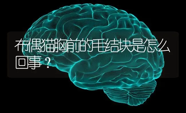 边牧三通四白啥意思？ | 动物养殖问答