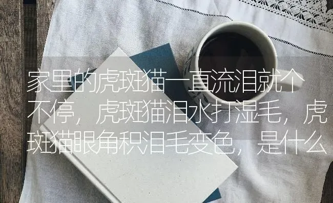 家里的虎斑猫一直流泪就个不停，虎斑猫泪水打湿毛，虎斑猫眼角积泪毛变色，是什么情况？ | 动物养殖问答