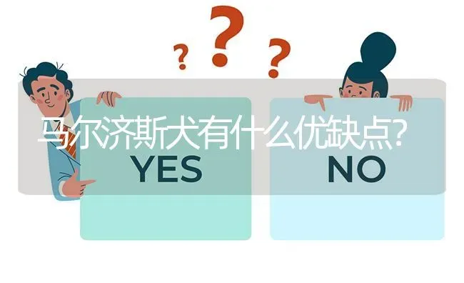 马尔济斯犬有什么优缺点？ | 动物养殖问答