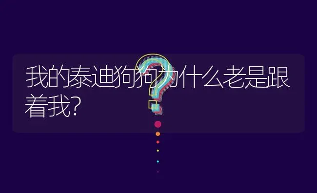 我的泰迪狗狗为什么老是跟着我？ | 动物养殖问答