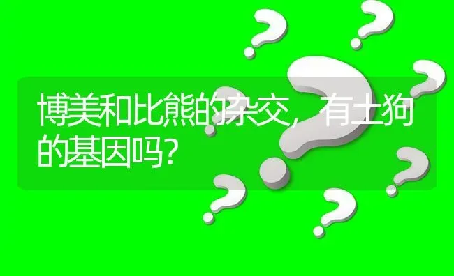 博美和比熊的杂交，有土狗的基因吗？ | 动物养殖问答