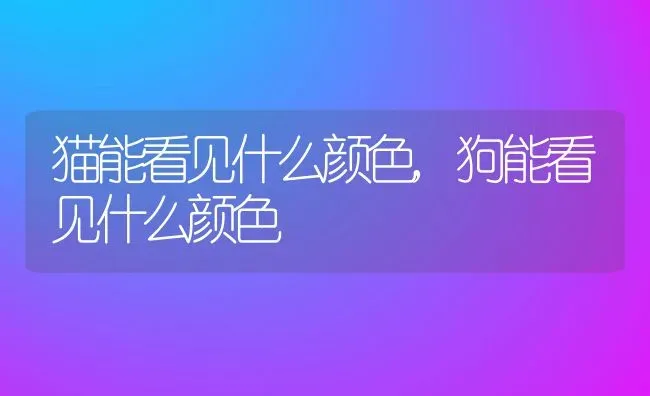 猫能看见什么颜色,狗能看见什么颜色 | 宠物百科知识