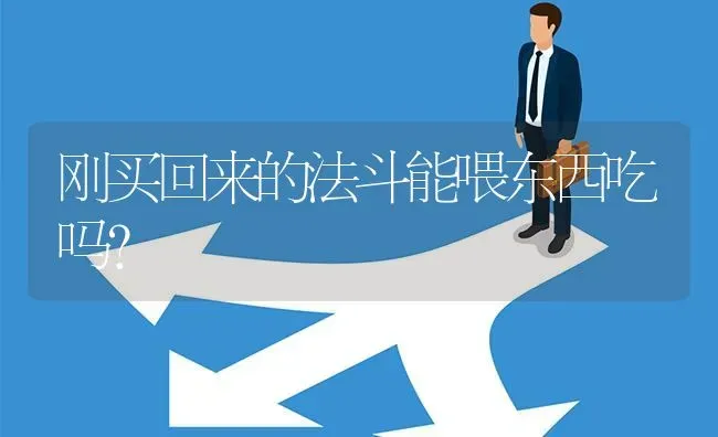 刚买回来的法斗能喂东西吃吗？ | 动物养殖问答