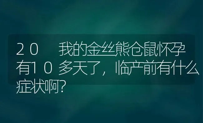 20 我的金丝熊仓鼠怀孕有10多天了，临产前有什么症状啊？ | 动物养殖问答