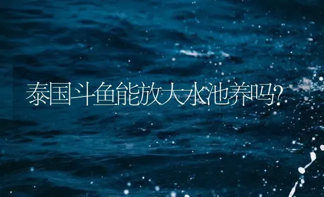 泰国斗鱼能放大水池养吗？ | 鱼类宠物饲养