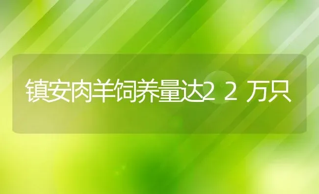 镇安肉羊饲养量达22万只 | 动物养殖教程