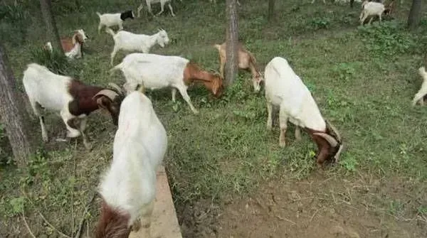 这三种饲料一定不要生喂羊！养羊户注意了！