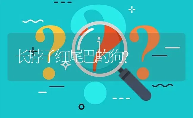 长脖子细尾巴的狗？ | 动物养殖问答