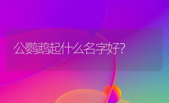 公鹦鹉起什么名字好？ | 动物养殖问答