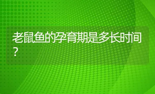 老鼠鱼的孕育期是多长时间？ | 鱼类宠物饲养