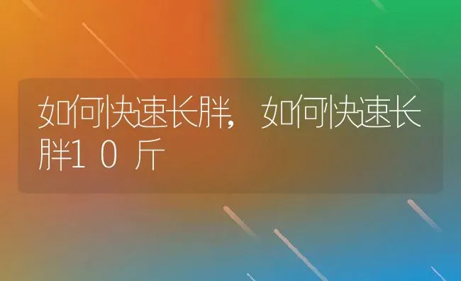 如何快速长胖,如何快速长胖10斤 | 宠物百科知识