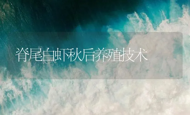 脊尾白虾秋后养殖技术 | 海水养殖技术