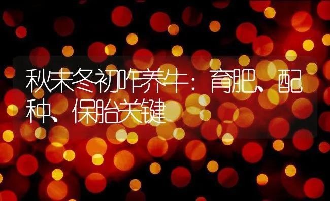 秋末冬初咋养牛：育肥、配种、保胎关键 | 动物养殖饲料