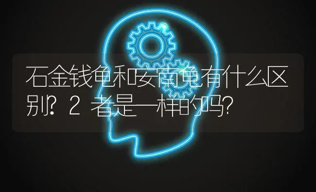 石金钱龟和安南龟有什么区别?2者是一样的吗？ | 动物养殖问答