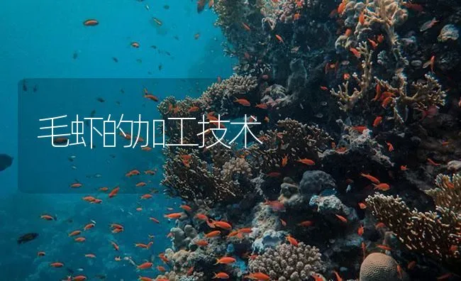 毛虾的加工技术 | 海水养殖技术