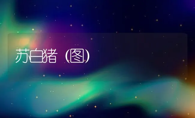 苏白猪（图） | 动物养殖饲料