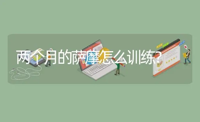 两个月的萨摩怎么训练？ | 动物养殖问答