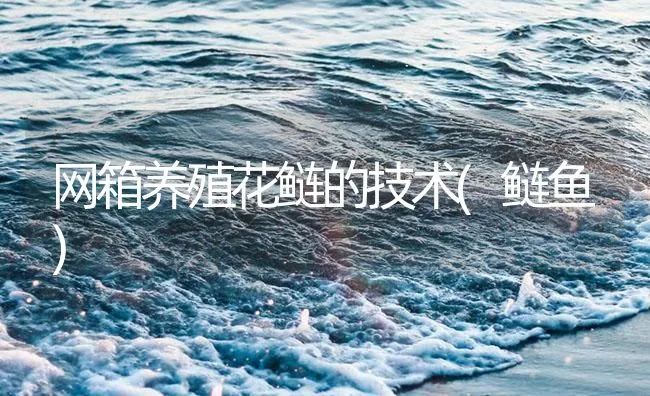 网箱养殖花鲢的技术(鲢鱼) | 海水养殖技术