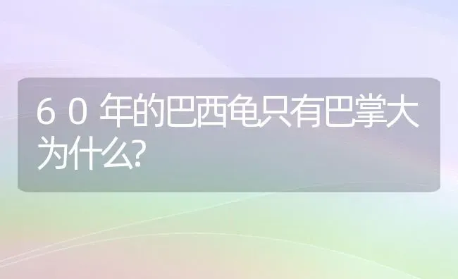 60年的巴西龟只有巴掌大为什么? | 动物养殖问答