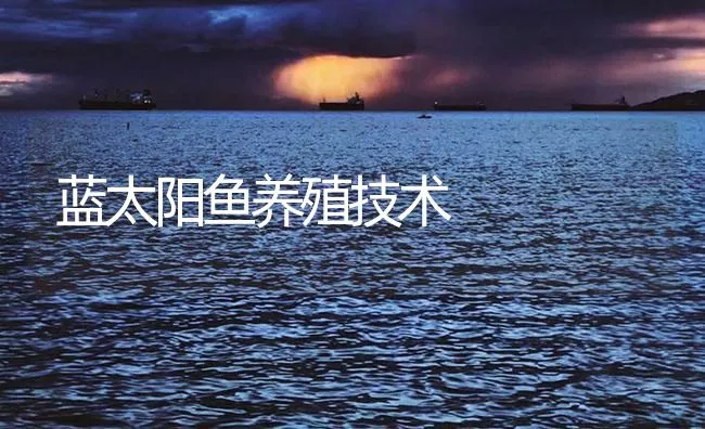 蓝太阳鱼养殖技术 | 海水养殖技术