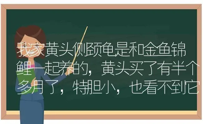 我家黄头侧颈龟是和金鱼锦鲤一起养的，黄头买了有半个多月了，特胆小，也看不到它吃东西，要怎么办？ | 动物养殖问答