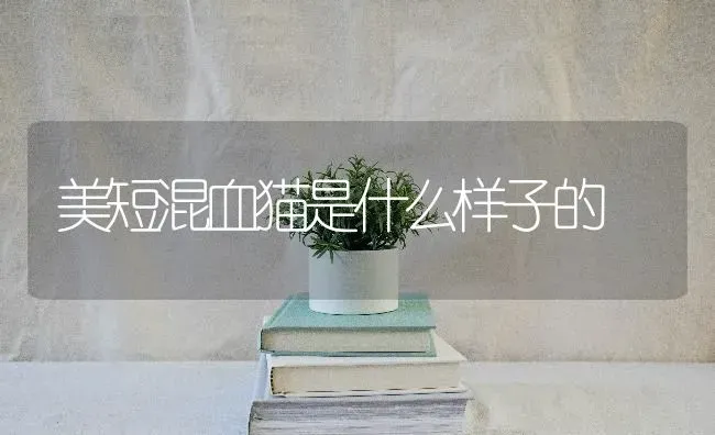 美短混血猫是什么样子的 | 动物养殖问答