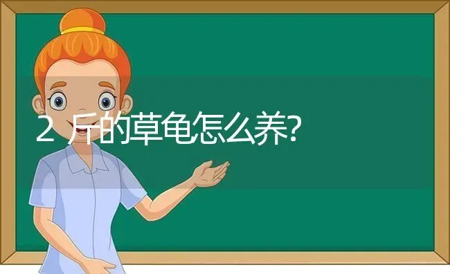 2斤的草龟怎么养？ | 动物养殖问答