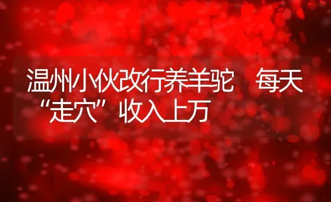 温州小伙改行养羊驼 每天“走穴”收入上万 | 动物养殖教程