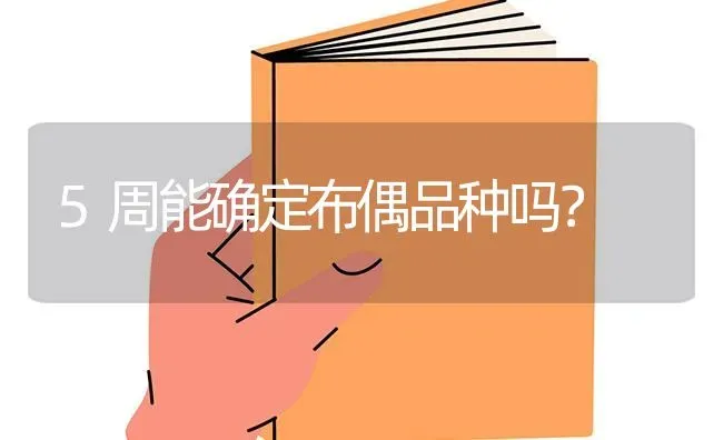 金吉拉泪痕的解决方案，金吉拉泪痕的快速解决方案？ | 动物养殖问答