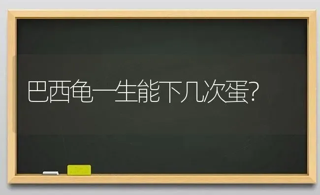 巴西龟一生能下几次蛋？ | 动物养殖问答