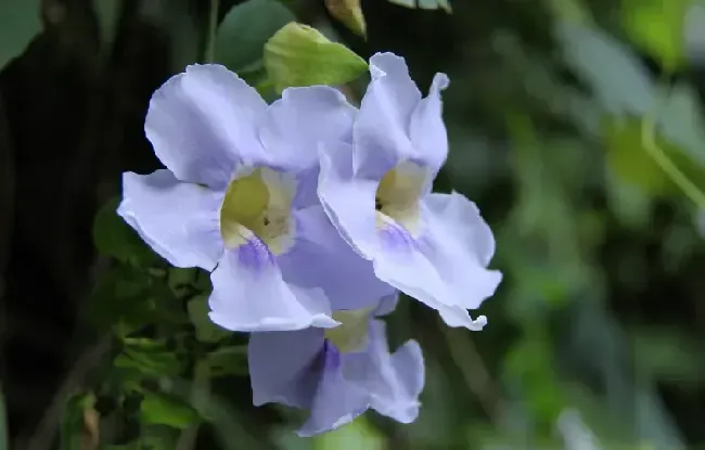 樟叶老鸦嘴养殖方法