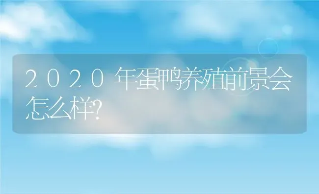 2020年蛋鸭养殖前景会怎么样？ | 动物养殖百科