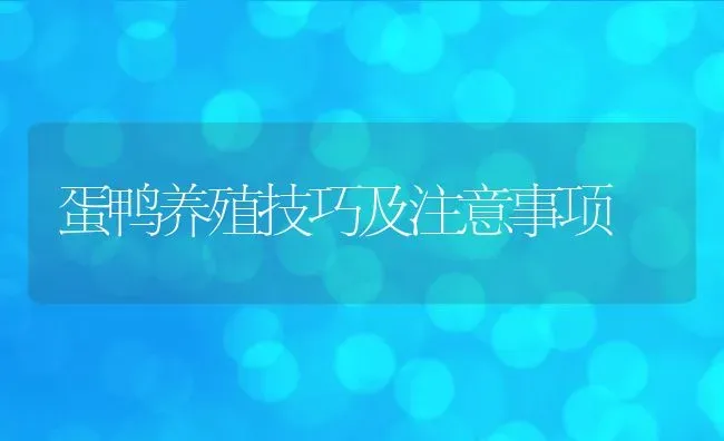 蛋鸭养殖技巧及注意事项 | 家畜养殖技术