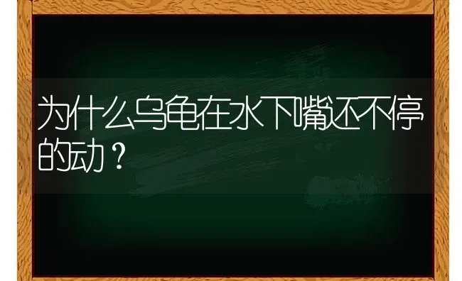 为什么乌龟在水下嘴还不停的动？ | 动物养殖问答