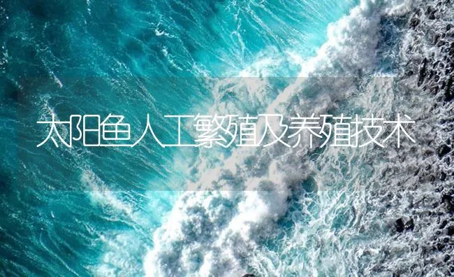 太阳鱼人工繁殖及养殖技术 | 海水养殖技术