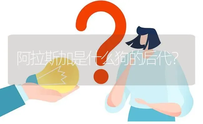 阿拉斯加是什么狗的后代？ | 动物养殖问答