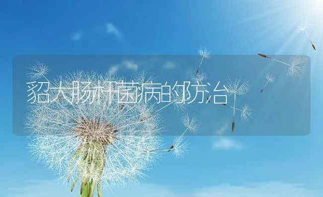 貂大肠杆菌病的防治 | 动物养殖学堂